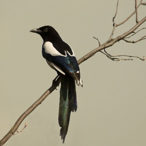 Черноголовая сорока