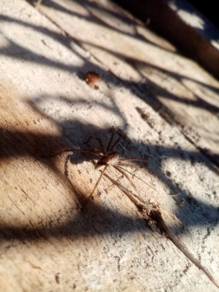 Паук : он же