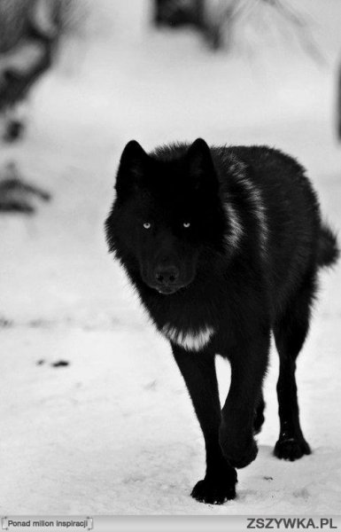 Czarny-wilk