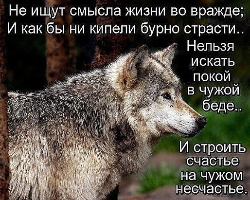 волк