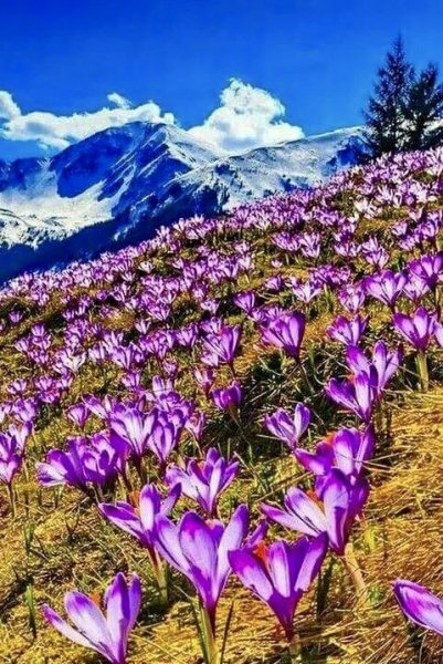 Подснежники