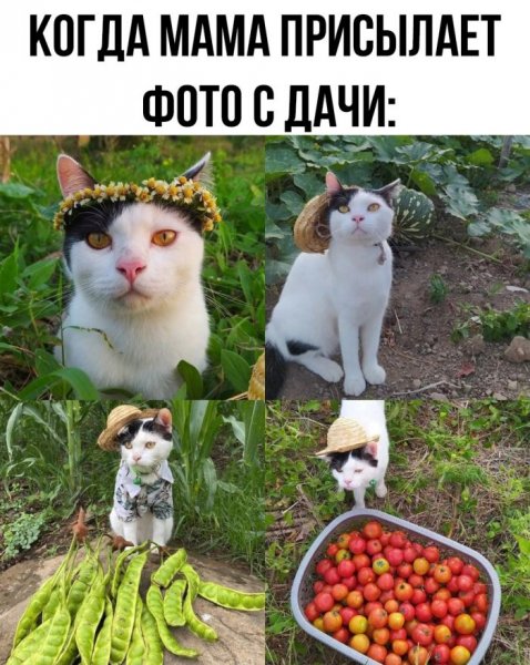 e24c090 samye-smeshnye-kartinki-i-memy-nedeli-6