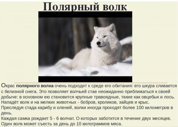 Полярный волк