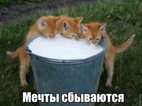 image-5115C7AE153A85892407308FE6995EDF