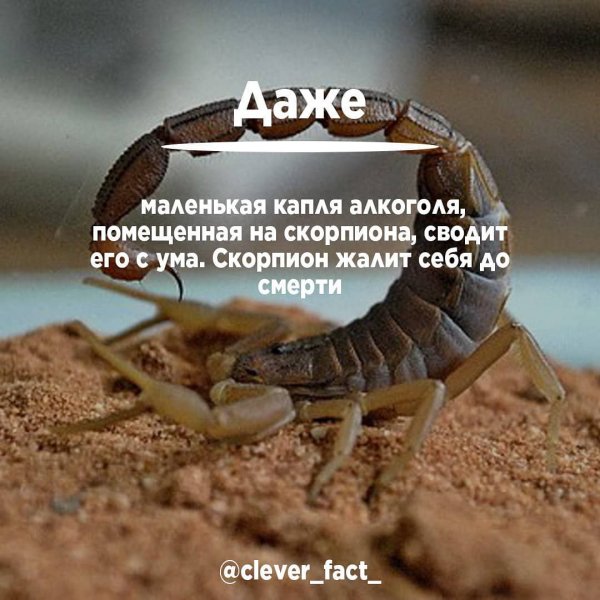 clever factCE3dupEHDJk -