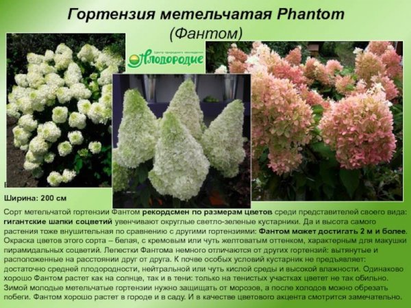 "Фантом"