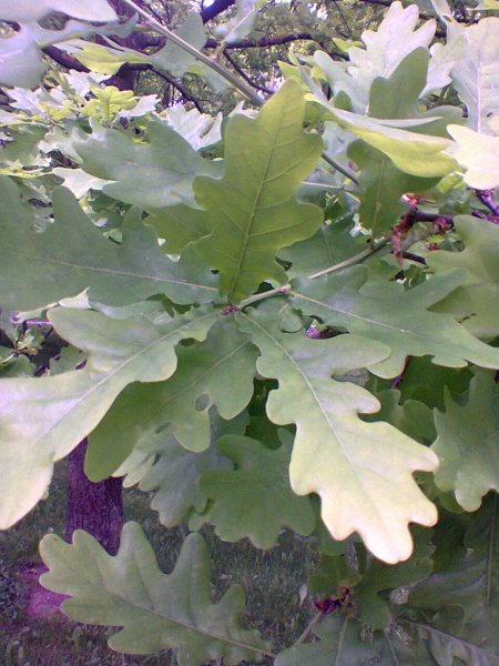 Nuotrauka0618