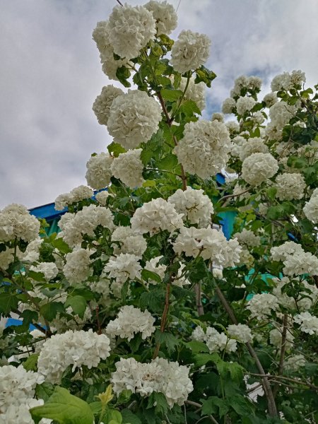 Бульдонеж