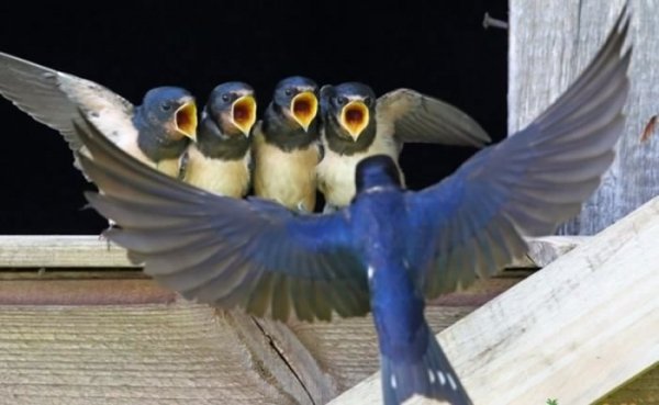 Жолторотики