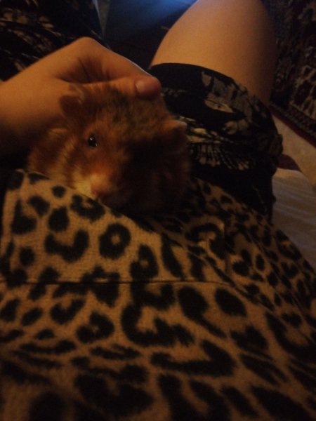 моя живность хомка)