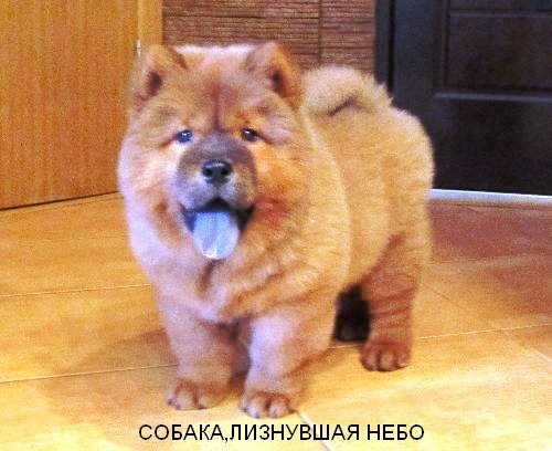 Синий язычок