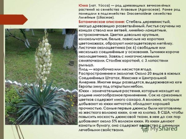 Юкка
