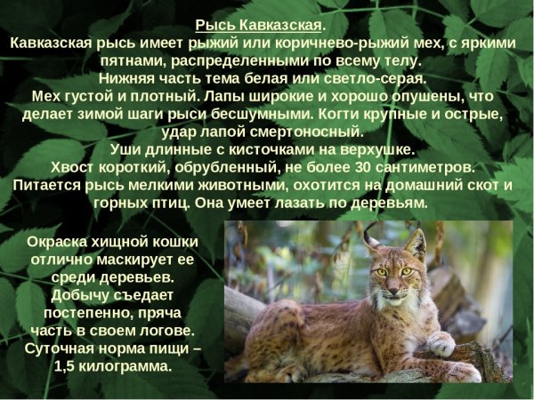 Рысь кавказская