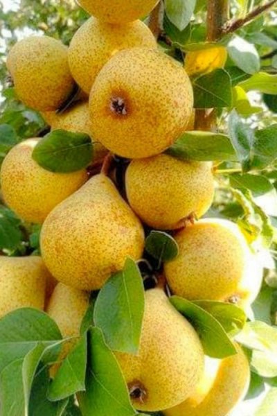 image (3) - 2020-10-04T185014.614