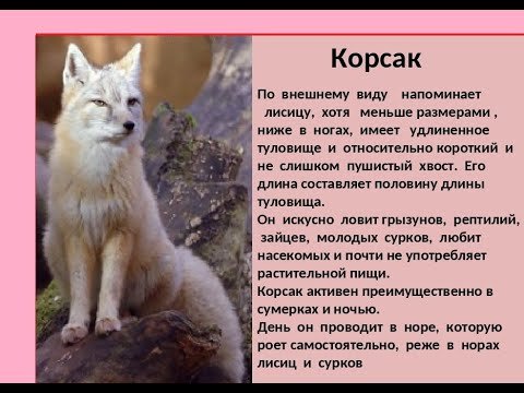 Корсак