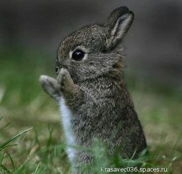 зайчик