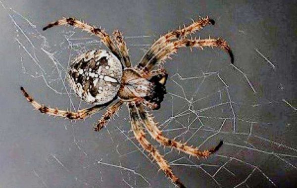 73b987e73ab5033a6f94899b35027038