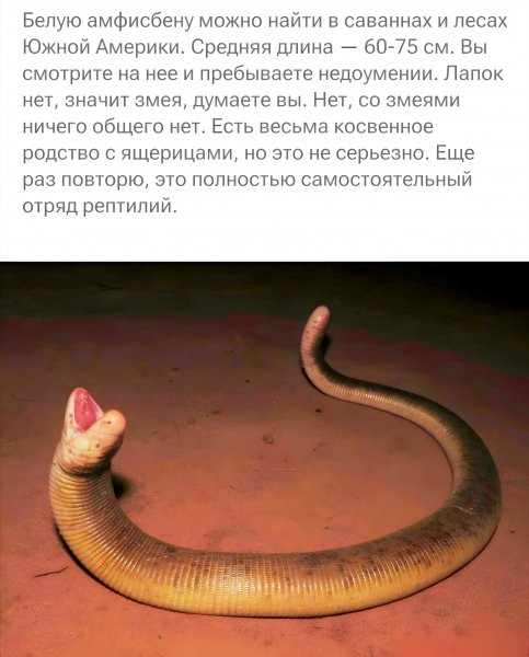 Не Рыба, не Змея
