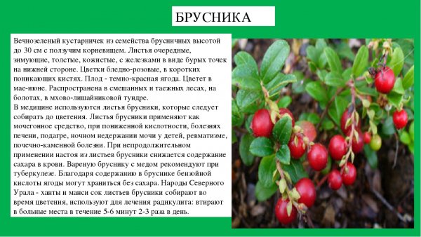 Брусника