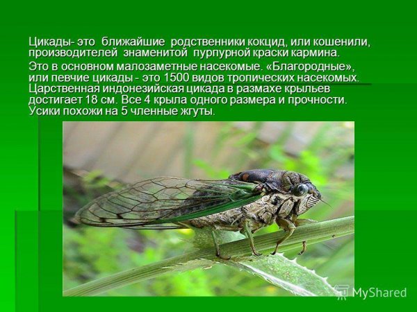 Цикады