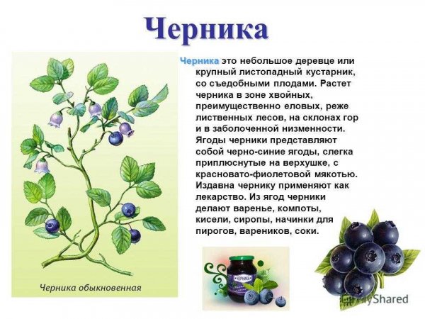 Черника