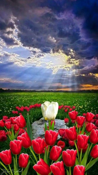 Арт Природа