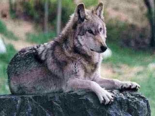 Volk