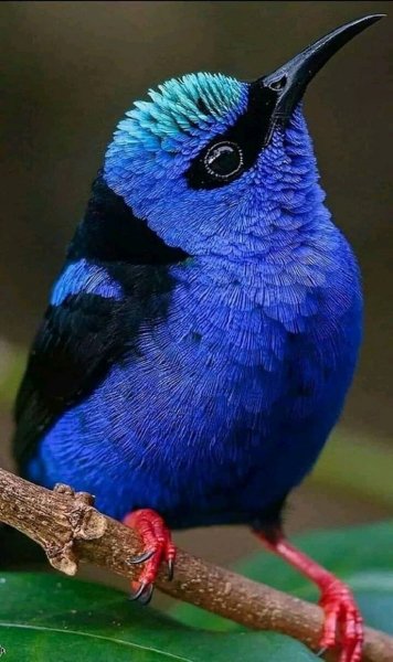 97a0d620c4d5612422e5e22d1f3a263a