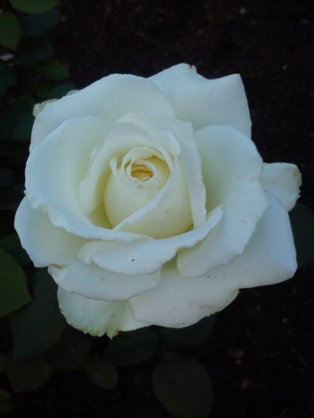 Белая роза