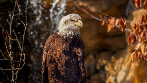 Bird-of-prey-beak (2)