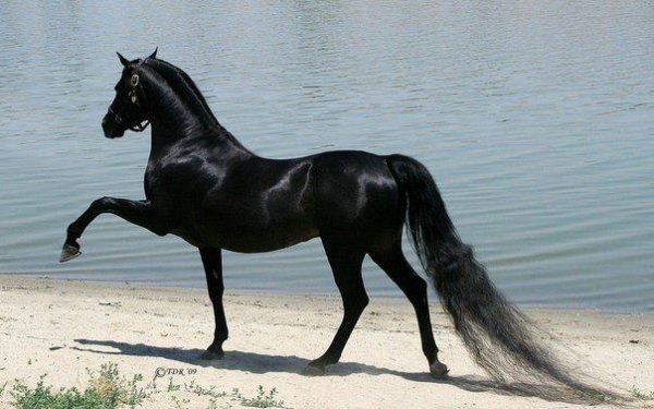 Арабский скакун