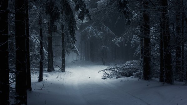 Зима в лесу