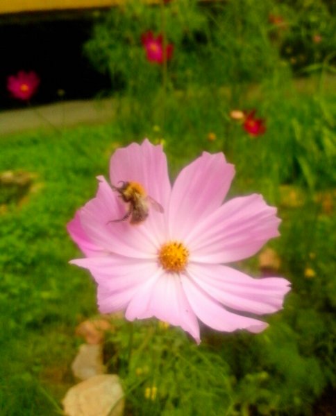 Пчёлка жужит