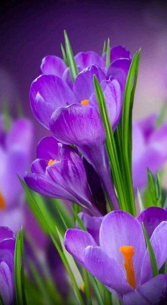 Подснежники