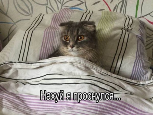 -nastojaschemu-vkusnogo-i-s-perchinkoj-togda-vy-po-adresu-2
