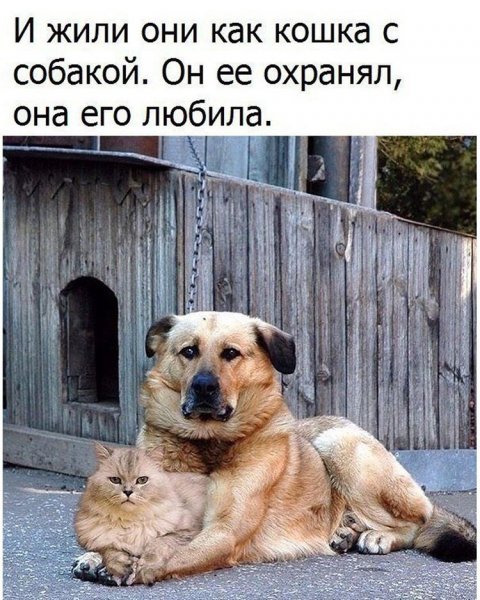 (****)