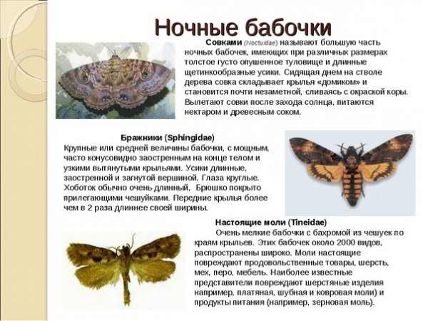 Ночные бабочки