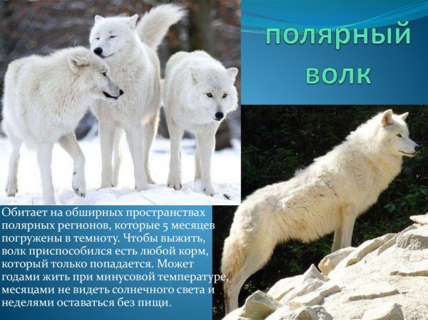 Полярный волк