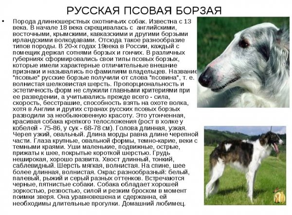 Русская псовая борзая