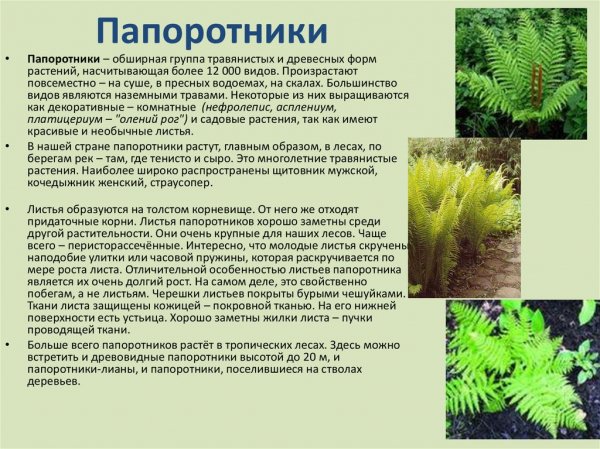 Папоротники