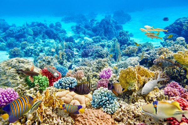 Underwater world Corals Fish 529249 1280x853