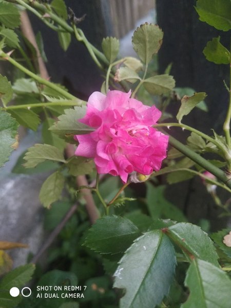 IMG 20230624 191436
