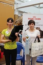 курильский бобтейл