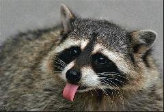 Енот на аву