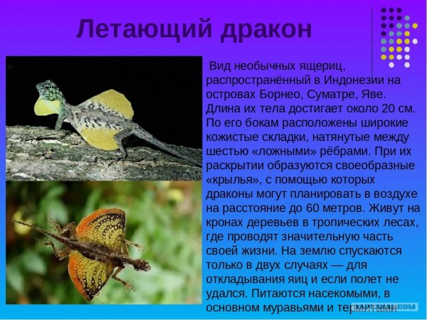 Летающий дракон