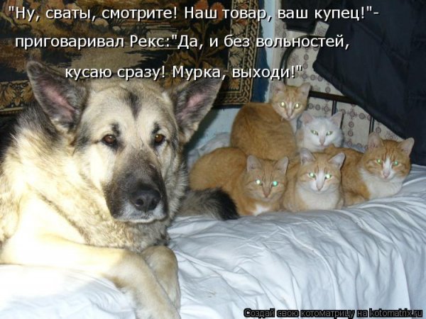 Мурка, выходи!