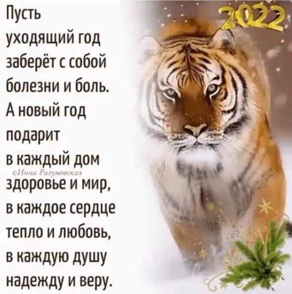 IMG 2022 тигр