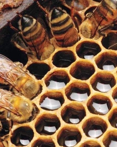 image (3) - 2020-11-03T013032.483