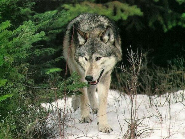 wolf photo 37 (1)