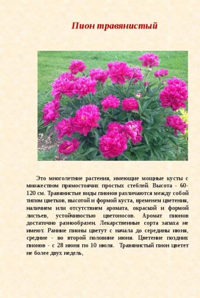 Пион травянистый